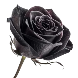 Imagen PNG para descargar